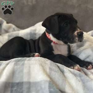 Donald, Great Dane Puppy