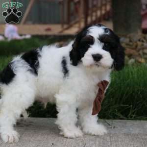 Teddy, Cockapoo Puppy