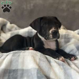 Donald, Great Dane Puppy