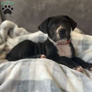 Donald, Great Dane Puppy