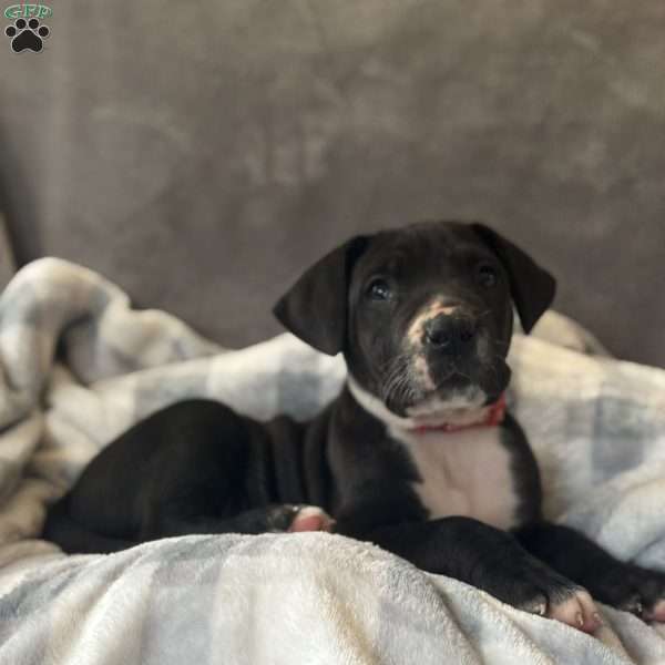 Donald, Great Dane Puppy