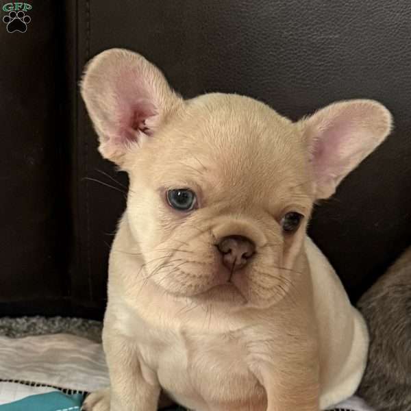 Chanel, French Bulldog Puppy