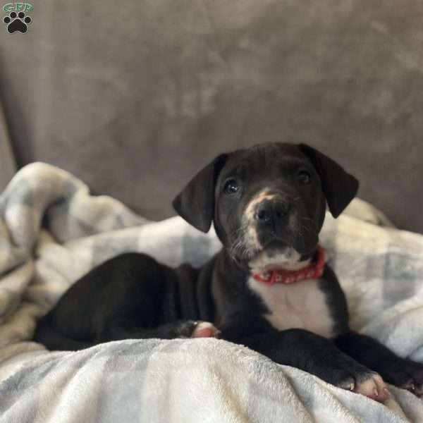 Donald, Great Dane Puppy