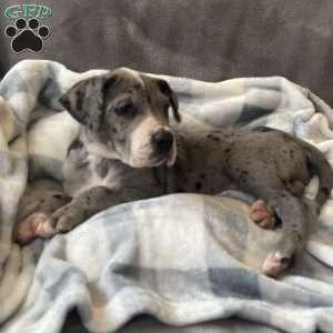 Daisy, Great Dane Puppy