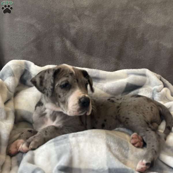 Daisy, Great Dane Puppy