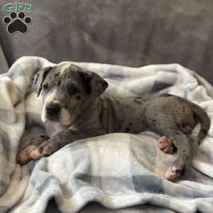 Daisy, Great Dane Puppy