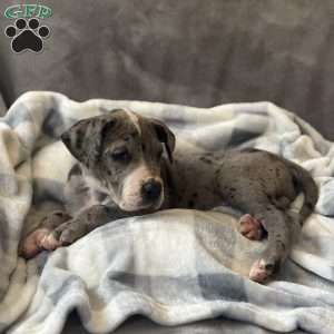Daisy, Great Dane Puppy