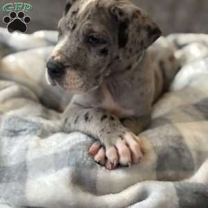 Daisy, Great Dane Puppy
