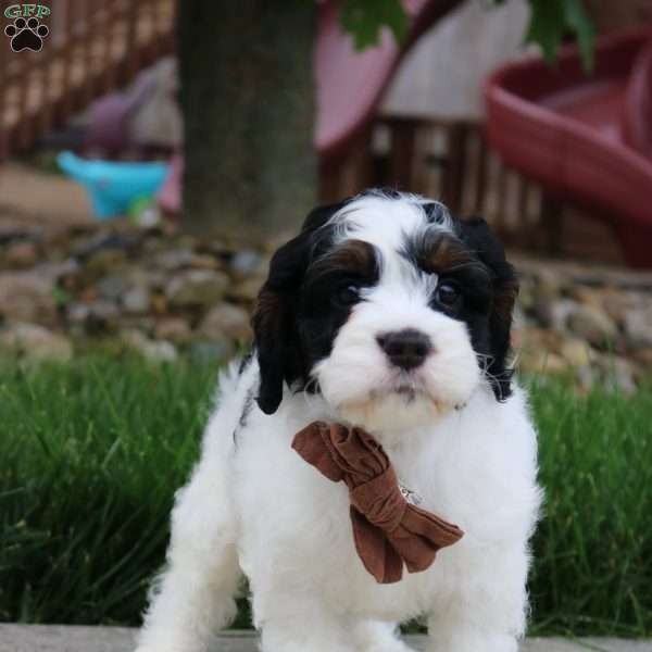 Teddy, Cockapoo Puppy
