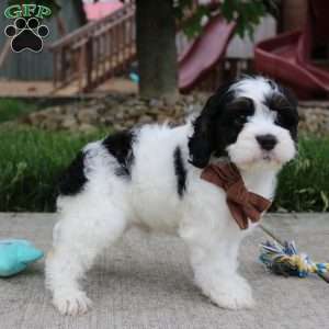 Teddy, Cockapoo Puppy