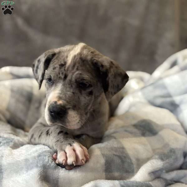 Daisy, Great Dane Puppy