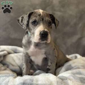 Daisy, Great Dane Puppy