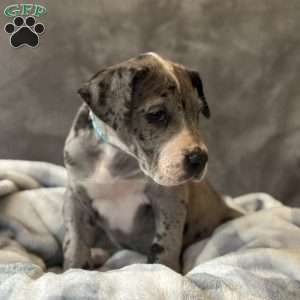 Daisy, Great Dane Puppy