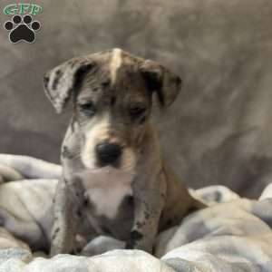 Daisy, Great Dane Puppy