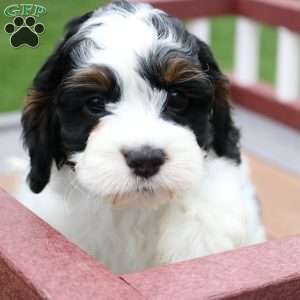 Teddy, Cockapoo Puppy