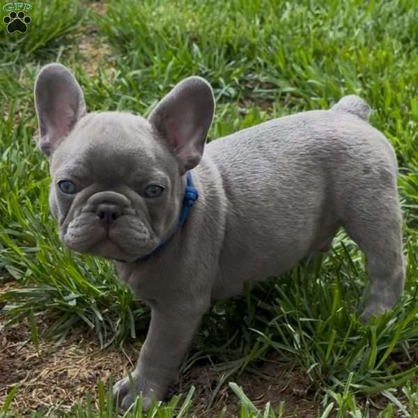 Jasper, French Bulldog Puppy