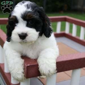 Teddy, Cockapoo Puppy