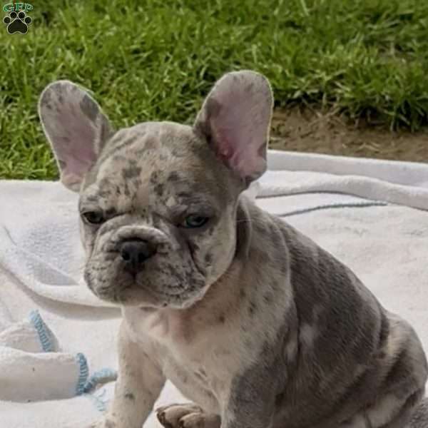 Juliet, French Bulldog Puppy