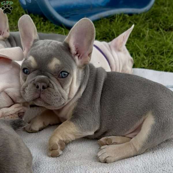 Irena, French Bulldog Puppy