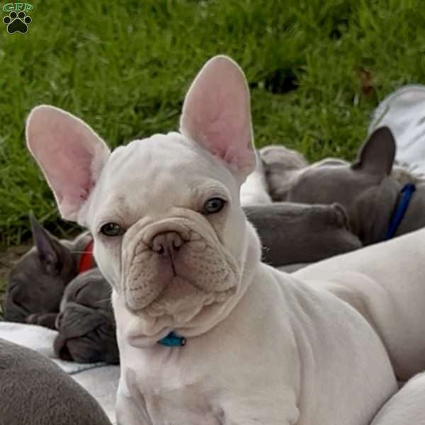 Iven, French Bulldog Puppy