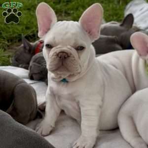 Iven, French Bulldog Puppy