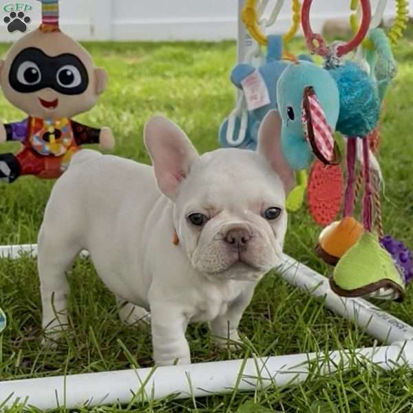Ivory, French Bulldog Puppy