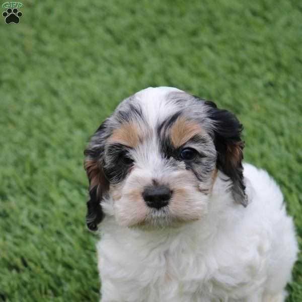 Tessa, Cockapoo Puppy
