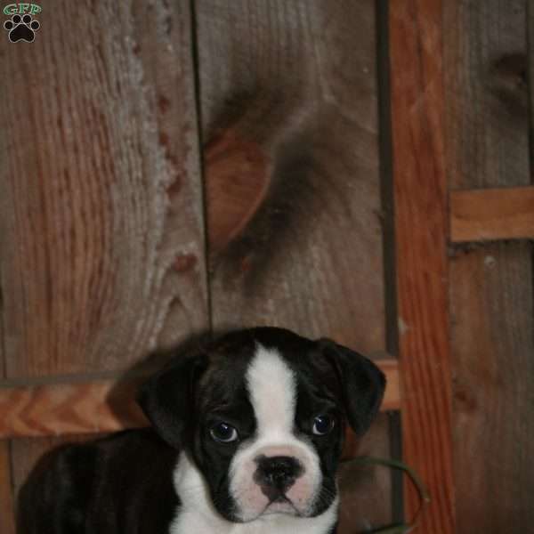 Skipper, Boston Terrier Puppy