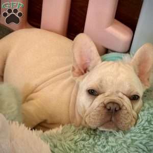 Iven, French Bulldog Puppy