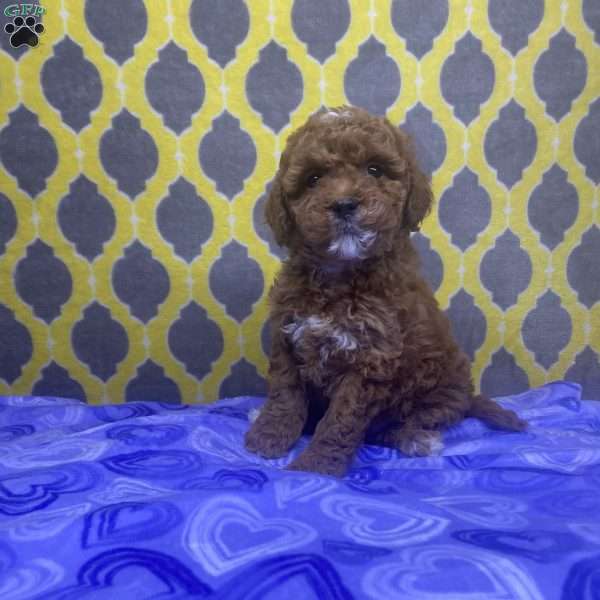 Tulip, Mini Goldendoodle Puppy