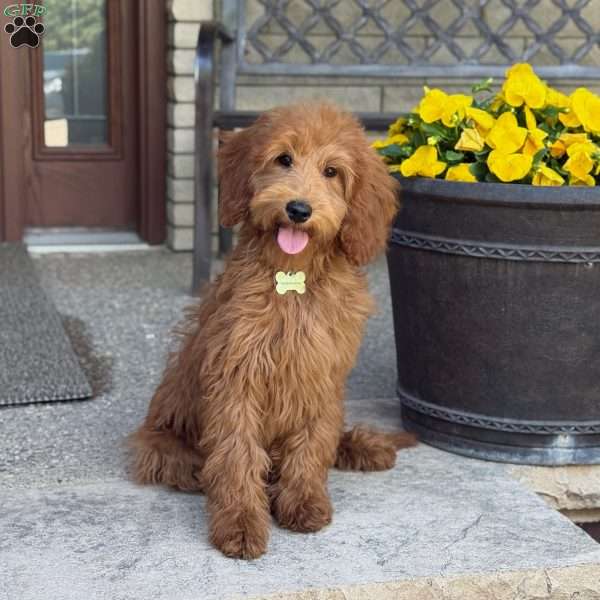 Frankie, Goldendoodle Puppy