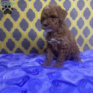 Tulip, Mini Goldendoodle Puppy