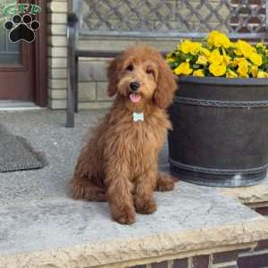 Frankie, Goldendoodle Puppy