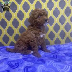 Tulip, Mini Goldendoodle Puppy