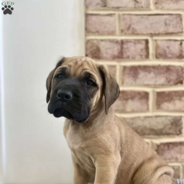 Shenandoah, English Mastiff Puppy