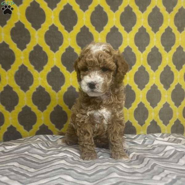 Tasha, Mini Goldendoodle Puppy