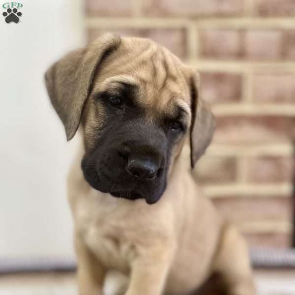 Katmai, English Mastiff Puppy