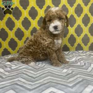 Tasha, Mini Goldendoodle Puppy