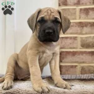 Katmai, English Mastiff Puppy