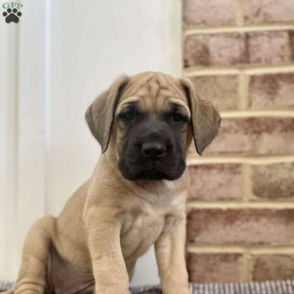 Katmai, English Mastiff Puppy