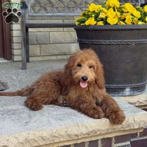 Frankie, Goldendoodle Puppy