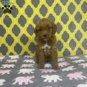 Tina, Mini Goldendoodle Puppy