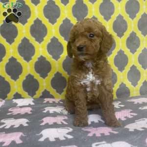 Tina, Mini Goldendoodle Puppy