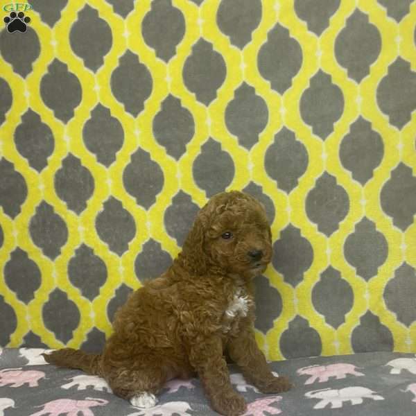 Tina, Mini Goldendoodle Puppy