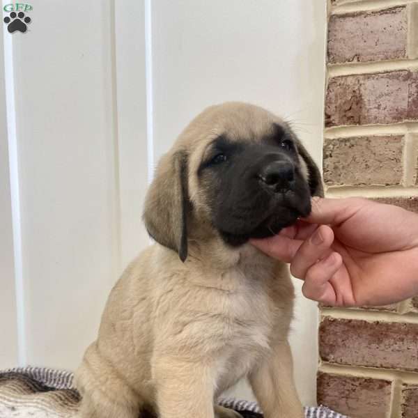 Yosemite, English Mastiff Puppy