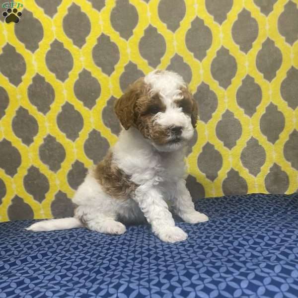 Trooper, Mini Goldendoodle Puppy