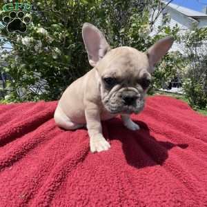 Rick, French Bulldog Puppy
