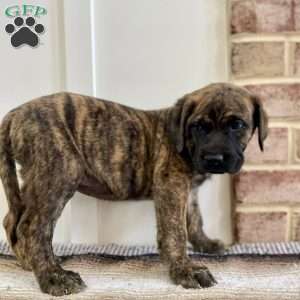 Sequoia, English Mastiff Puppy
