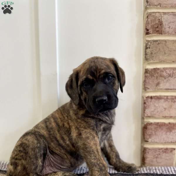 Sequoia, English Mastiff Puppy