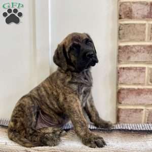 Sequoia, English Mastiff Puppy
